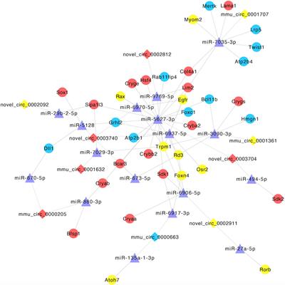 Integrative transcriptomic profiling of ncRNAs and mRNAs in developing mouse lens